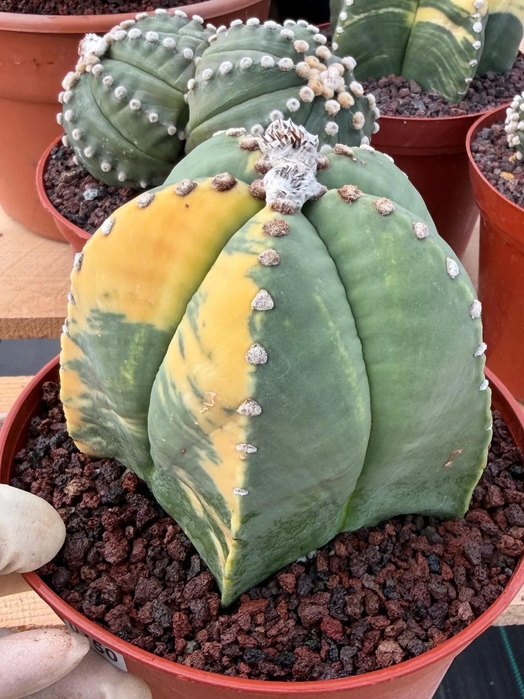 Variegated Astrophytum Myriostigma Seed Grown Live Cactus #750