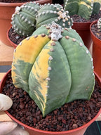 Variegated Astrophytum Myriostigma Seed Grown Live Cactus #750