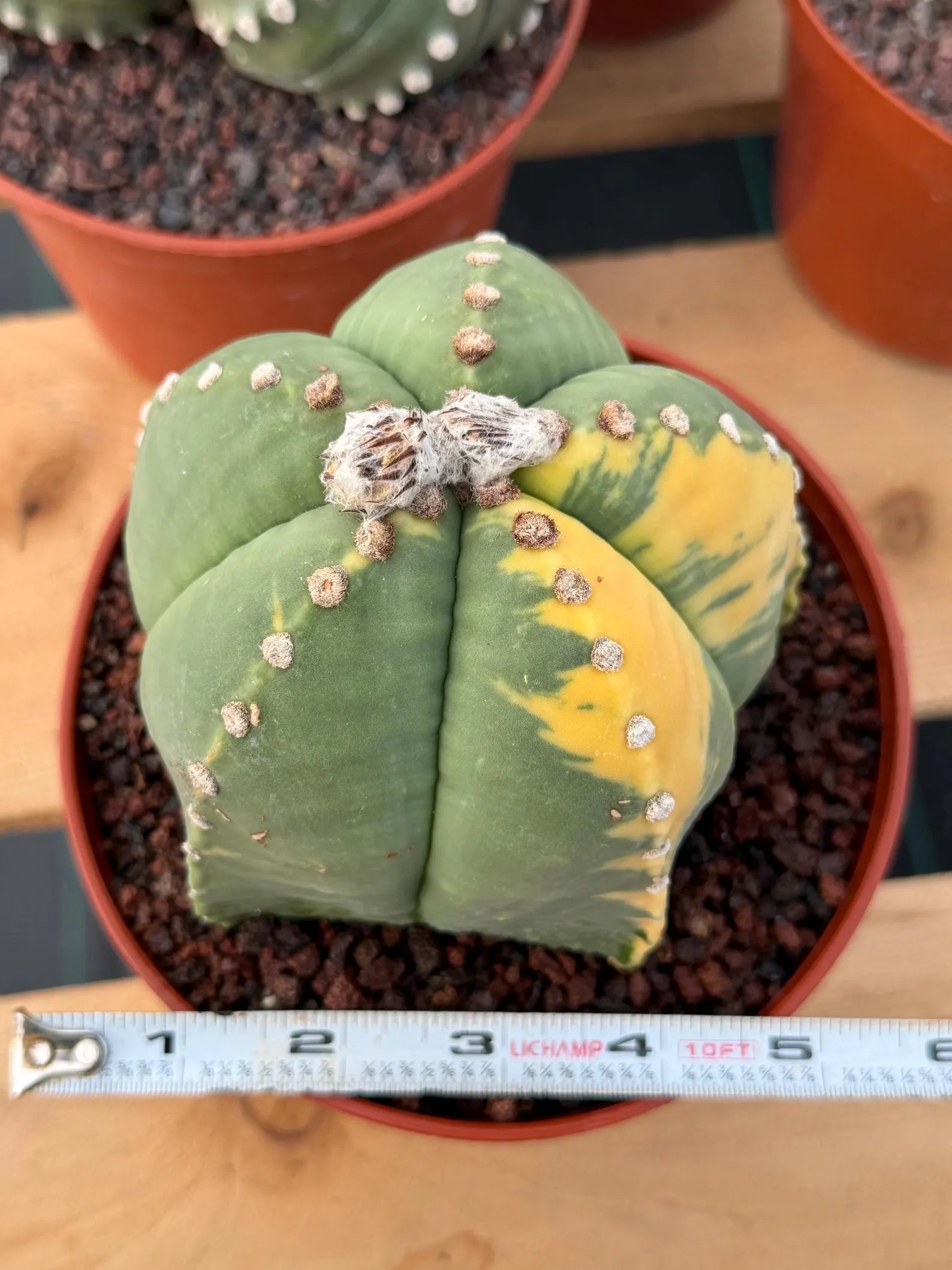 Variegated Astrophytum Myriostigma Seed Grown Live Cactus #750