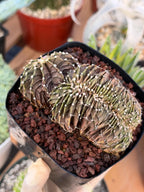 Crested Gymnocalycium Mihanovichii LB Hybrid #8 | Rare Live Cactus