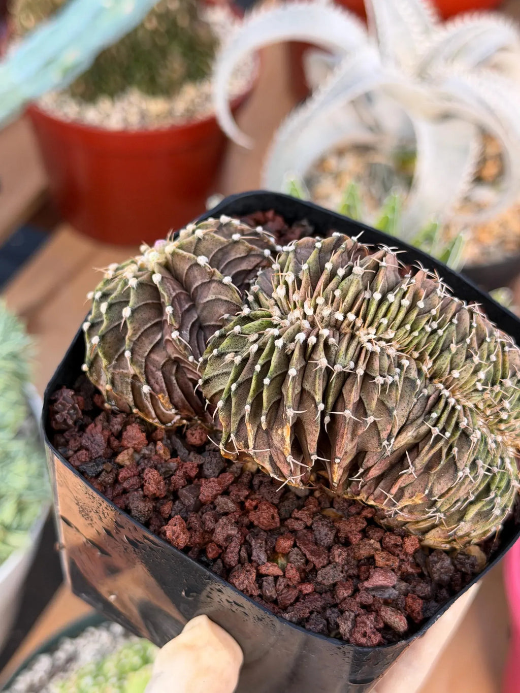 Crested Gymnocalycium Mihanovichii LB Hybrid #8 | Rare Live Cactus
