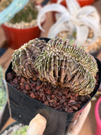 Crested Gymnocalycium Mihanovichii LB Hybrid #8 | Rare Live Cactus