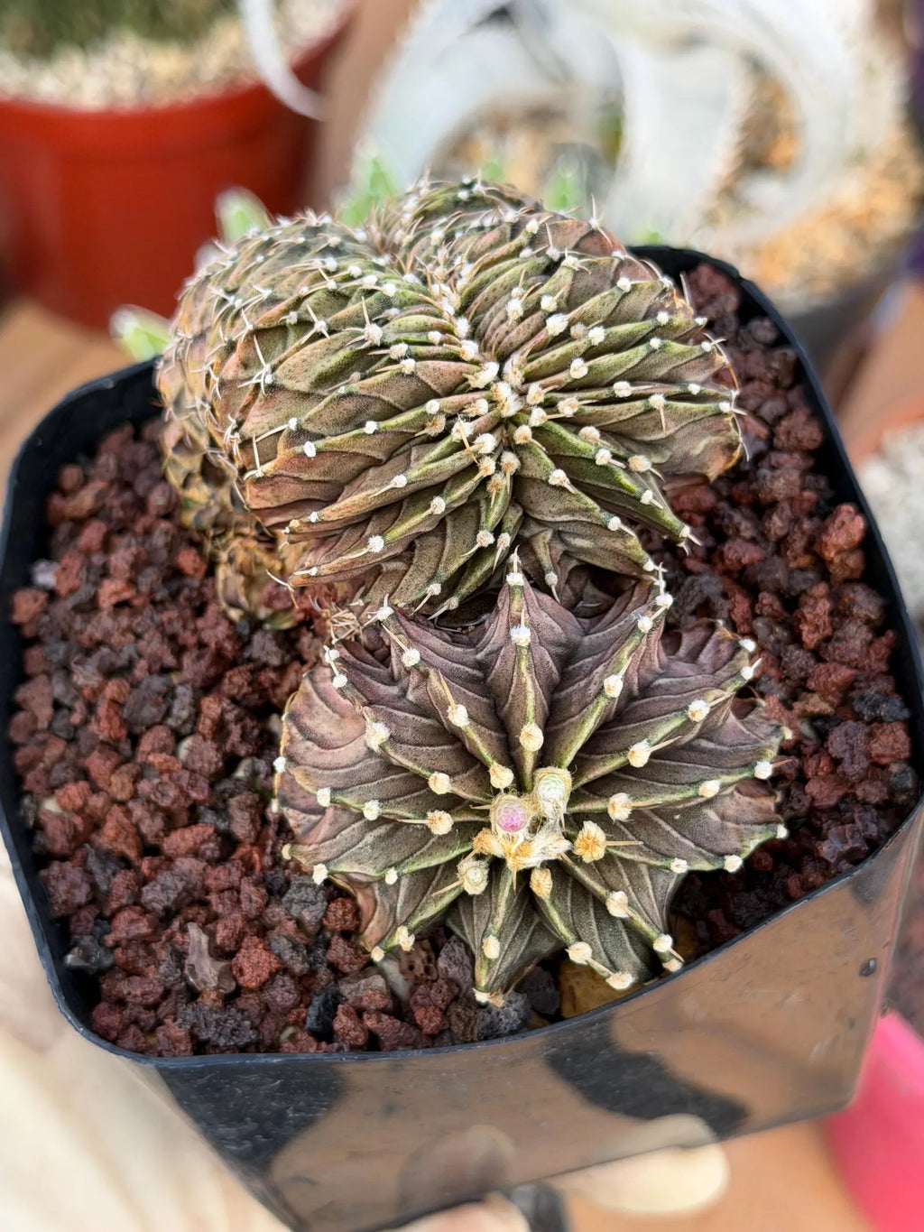 Crested Gymnocalycium Mihanovichii LB Hybrid #8 | Rare Live Cactus