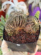Crested Gymnocalycium Mihanovichii LB Hybrid #8 | Rare Live Cactus