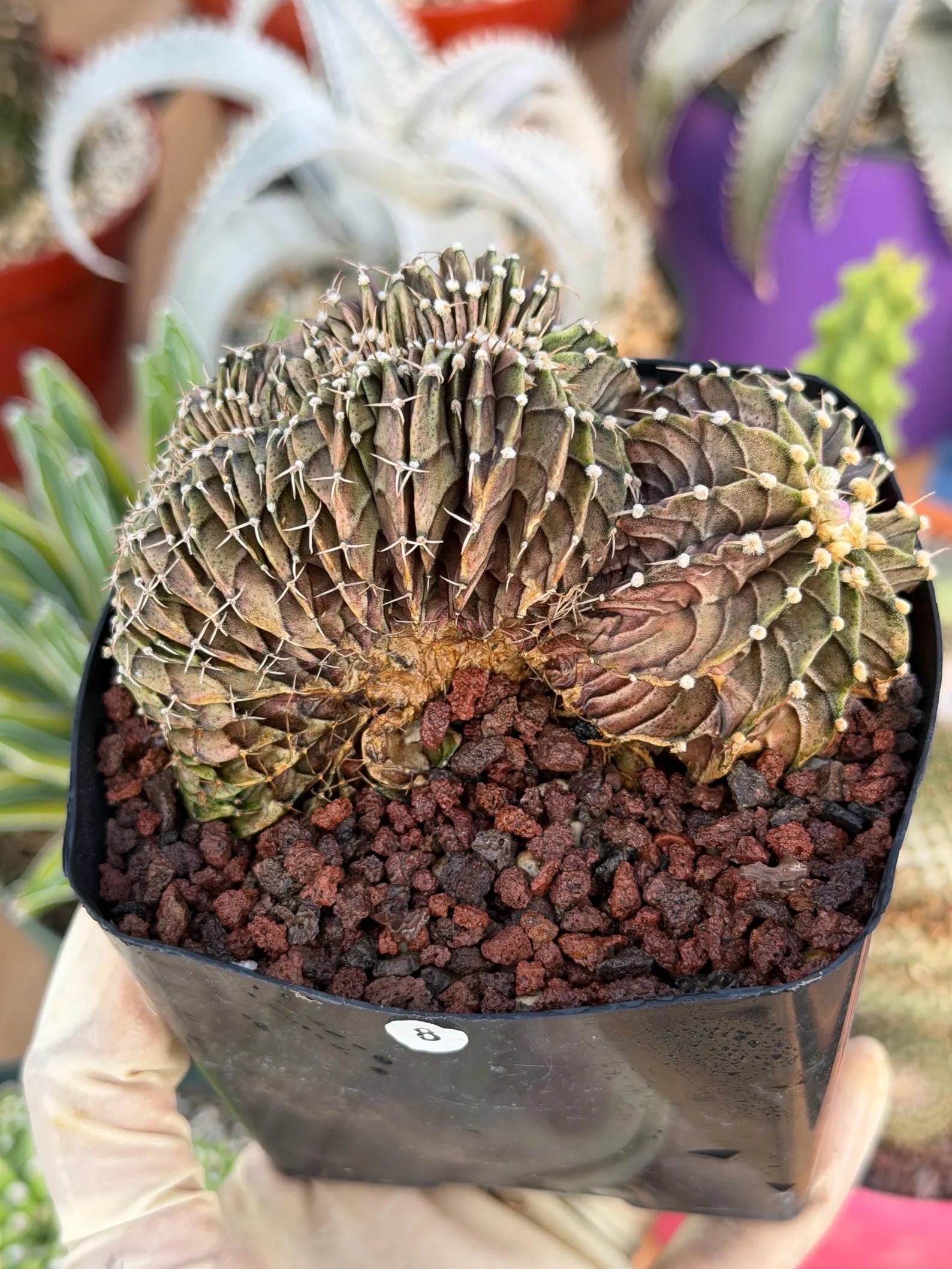 Crested Gymnocalycium Mihanovichii LB Hybrid #8 | Rare Live Cactus