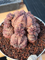 Gymnocalycium Daydream Cluster | Rare Live Cactus #710