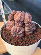 Gymnocalycium Daydream Cluster | Rare Live Cactus #710
