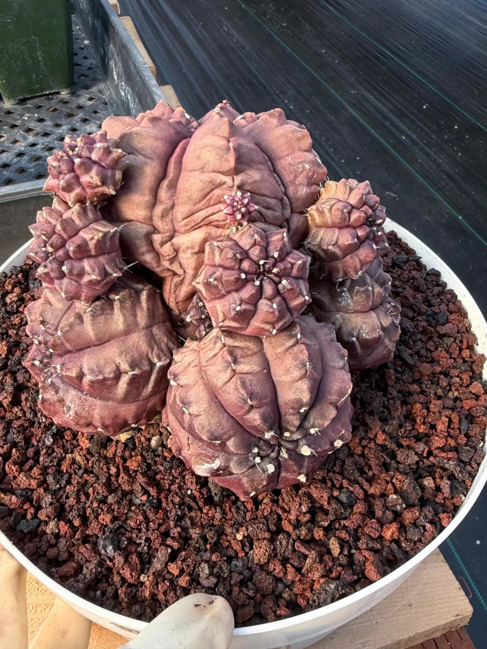 Gymnocalycium Daydream Cluster | Rare Live Cactus #710