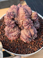 Gymnocalycium Daydream Cluster | Rare Live Cactus #710