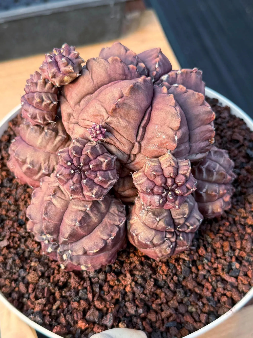 Gymnocalycium Daydream Cluster | Rare Live Cactus #710