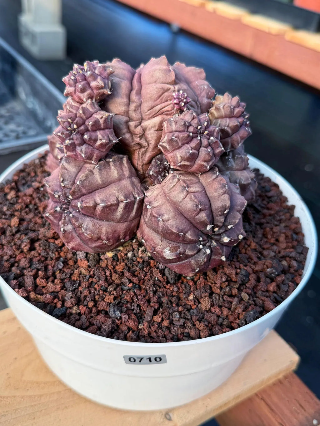 Gymnocalycium Daydream Cluster | Rare Live Cactus #710