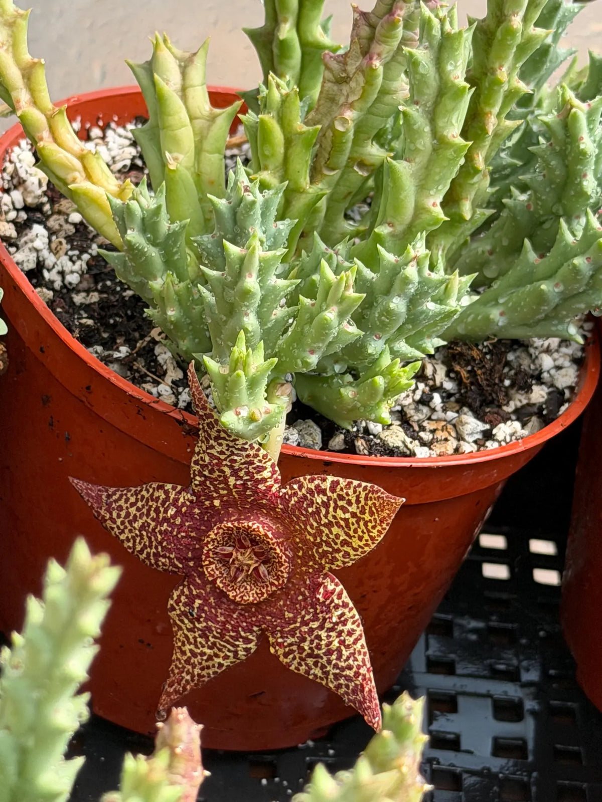 Stapelia Orbea Trailing Succulent Plant