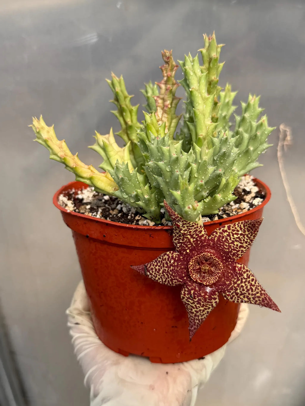 Stapelia Orbea Trailing Succulent Plant
