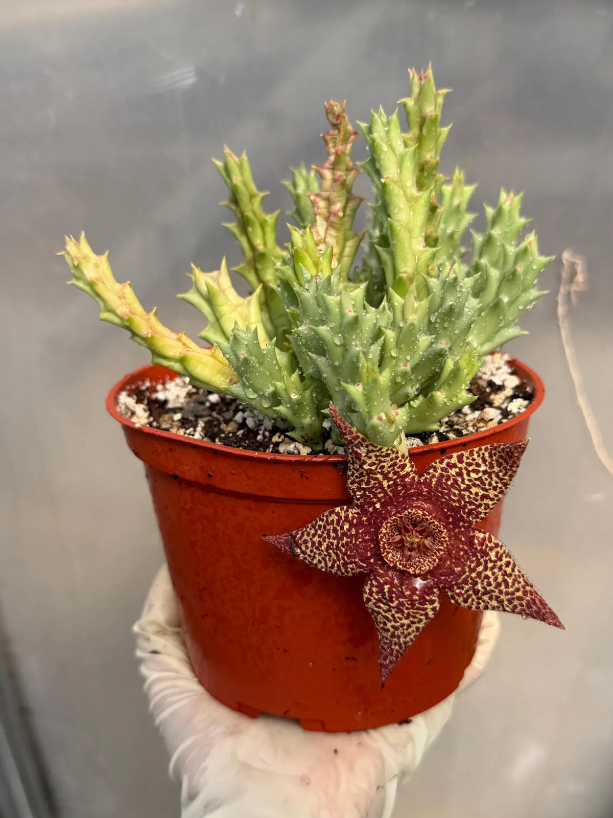 Stapelia Orbea Trailing Succulent Plant