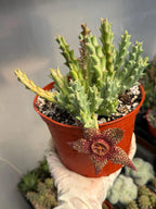 Stapelia Orbea Trailing Succulent Plant