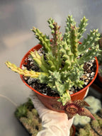Stapelia Orbea Trailing Succulent Plant