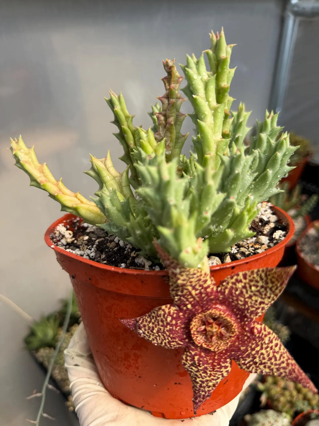 Stapelia Orbea Trailing Succulent Plant