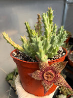 Stapelia Orbea Trailing Succulent Plant