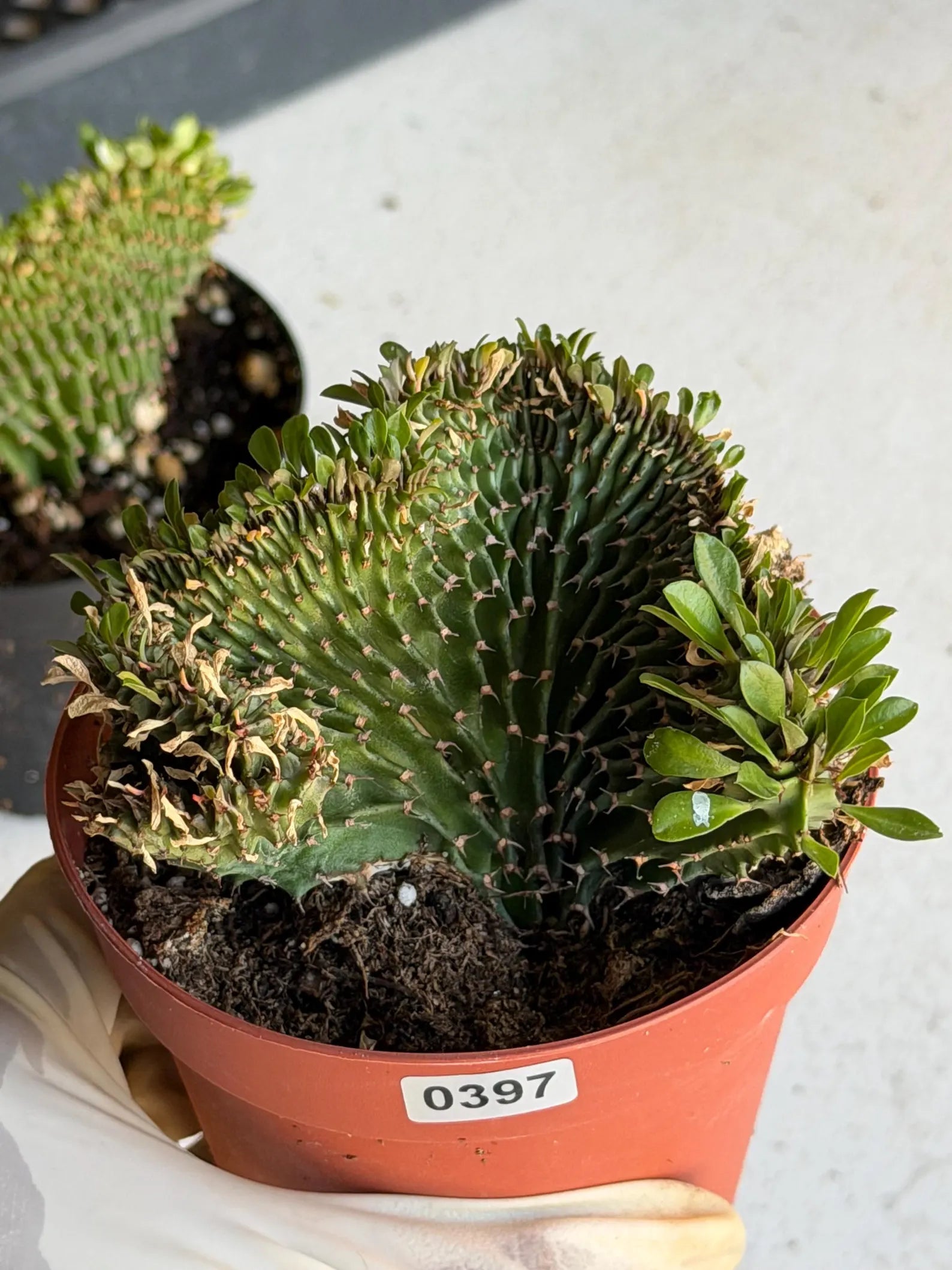 4" Crested Euphorbia Ammak Live Cactus #397 – Rare Cristata Succulent Plant