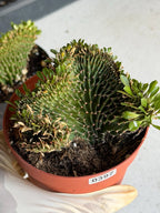 4" Crested Euphorbia Ammak Live Cactus #397 – Rare Cristata Succulent Plant