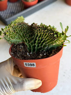 4" Crested Euphorbia Ammak Live Cactus #397 – Rare Cristata Succulent Plant