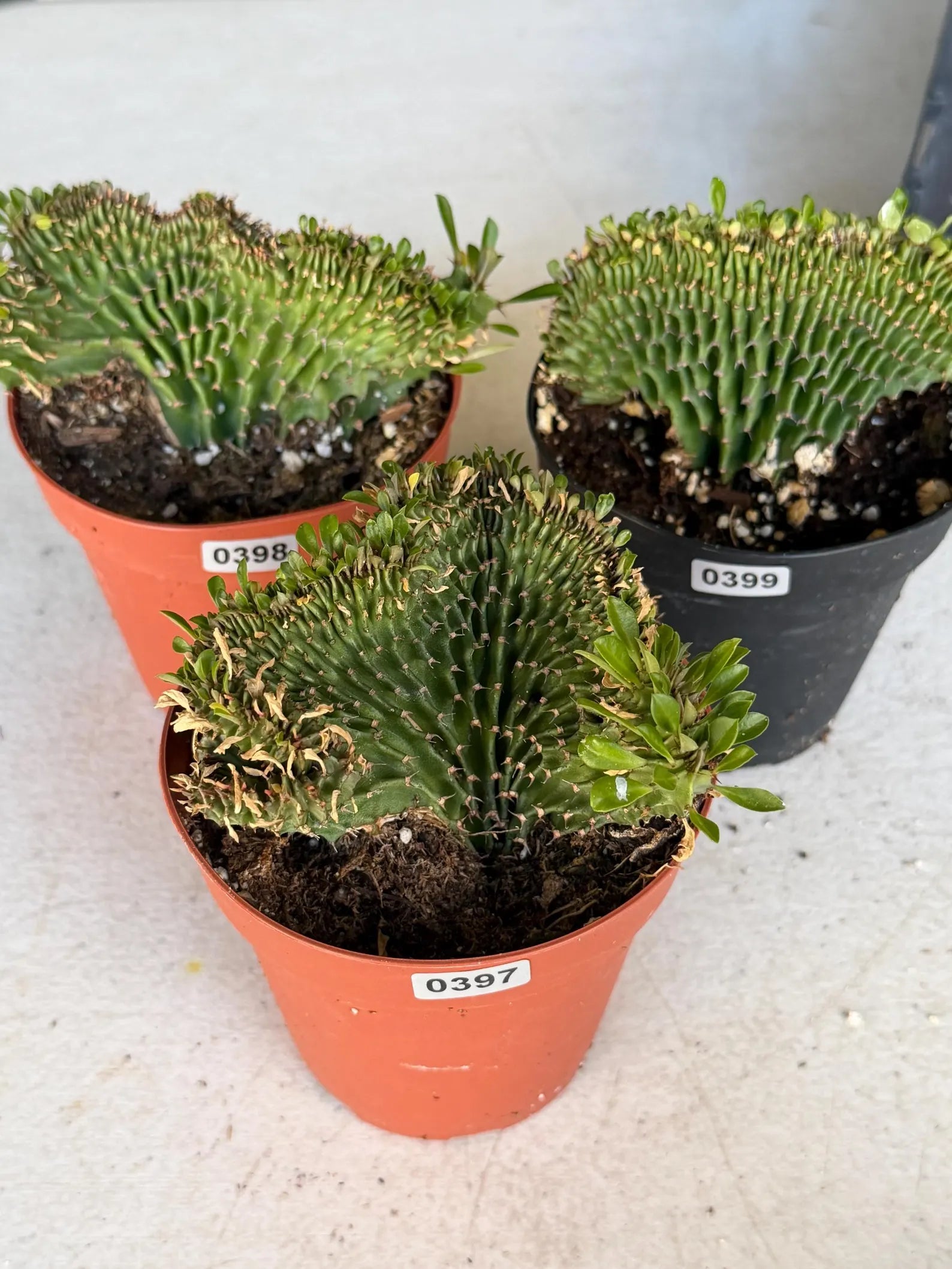 4" Crested Euphorbia Ammak Live Cactus #397 – Rare Cristata Succulent Plant