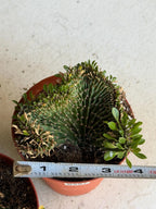 4" Crested Euphorbia Ammak Live Cactus #397 – Rare Cristata Succulent Plant
