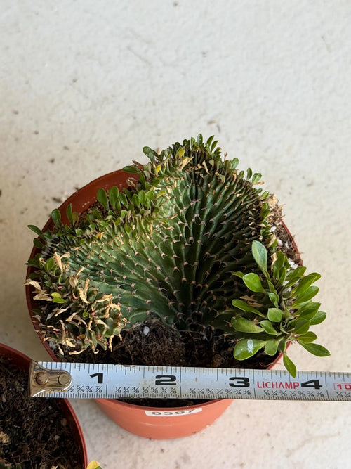 4" Crested Euphorbia Ammak Live Cactus #397 – Rare Cristata Succulent Plant