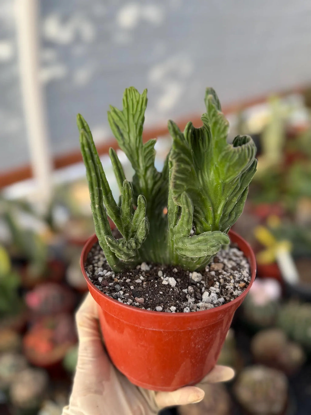 Rare Crested Stapelia Leendertziae Exotic Succulent #199