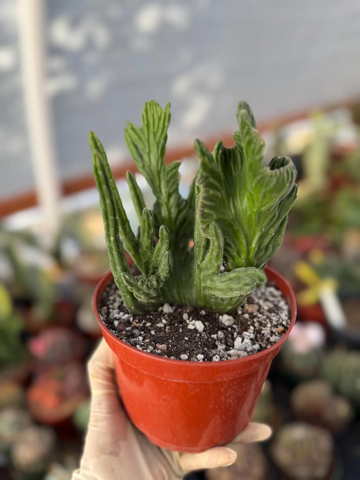 Rare Crested Stapelia Leendertziae Exotic Succulent #199