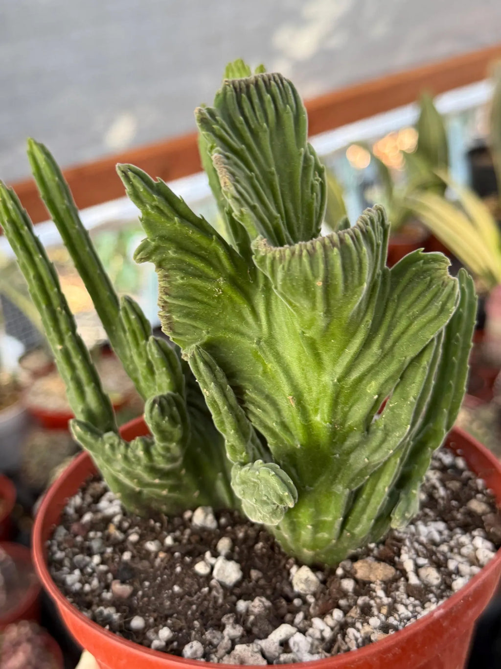 Rare Crested Stapelia Leendertziae Exotic Succulent #199