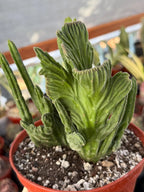 Rare Crested Stapelia Leendertziae Exotic Succulent #199