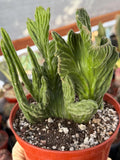 Rare Crested Stapelia Leendertziae Exotic Succulent #199