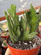 Rare Crested Stapelia Leendertziae Exotic Succulent #199