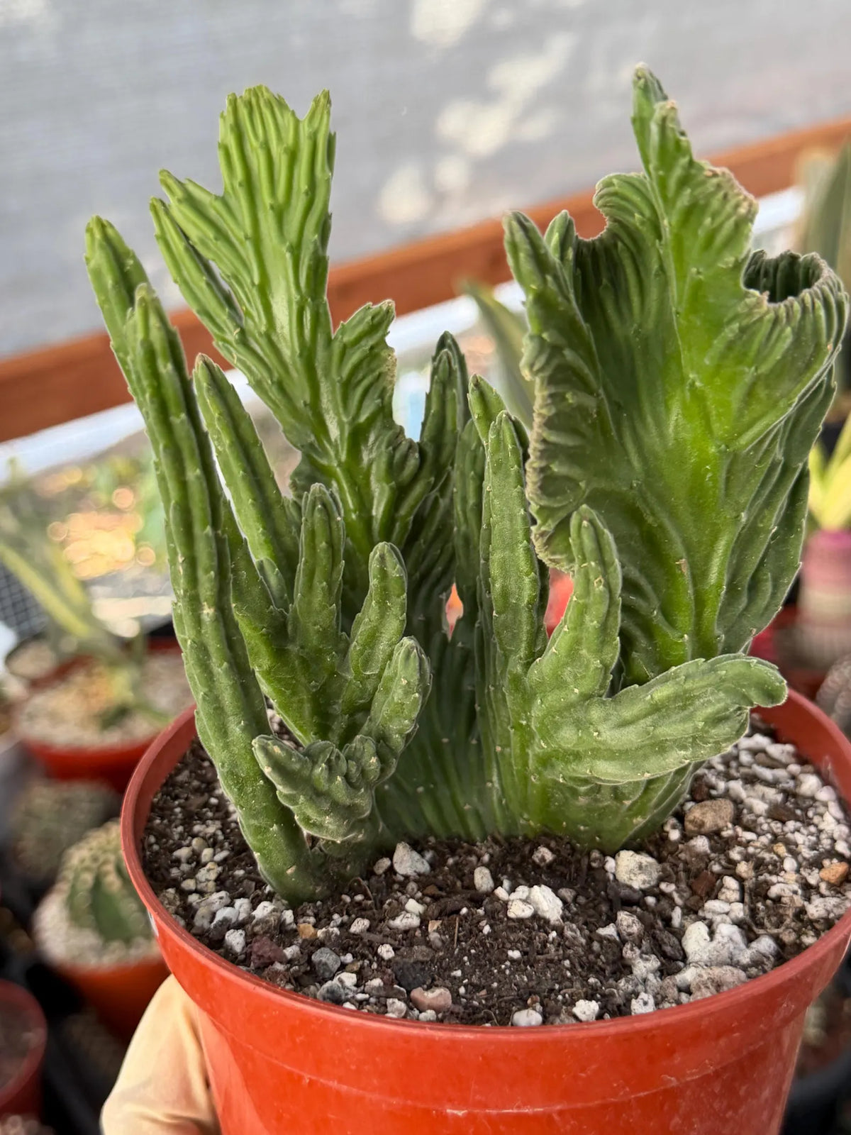 Rare Crested Stapelia Leendertziae Exotic Succulent #199