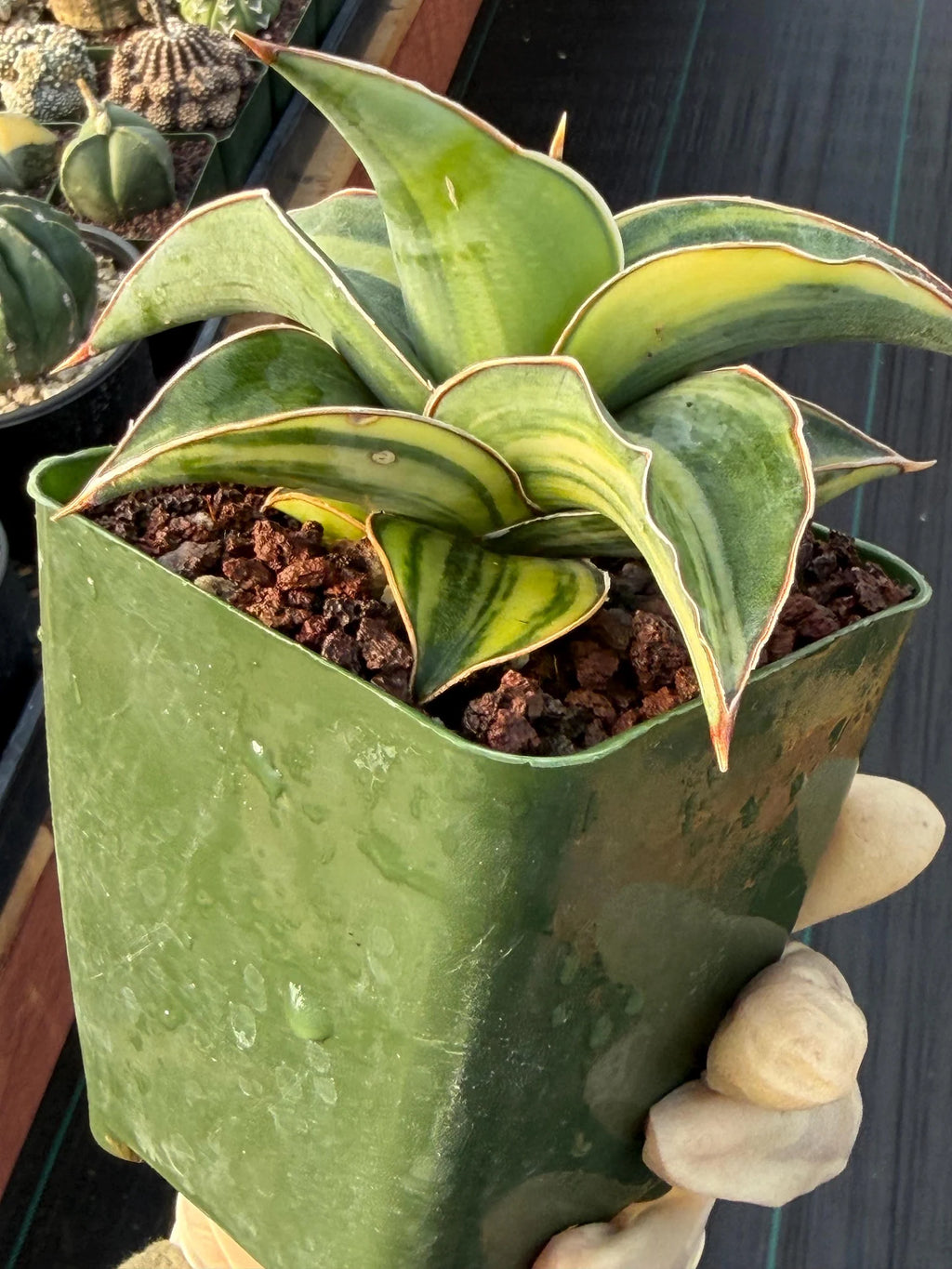 Variegated Sansevieria Blue Kew Live Houseplant #751