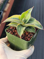 Variegated Sansevieria Blue Kew Live Houseplant #751