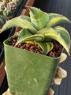 Variegated Sansevieria Blue Kew Live Houseplant #751