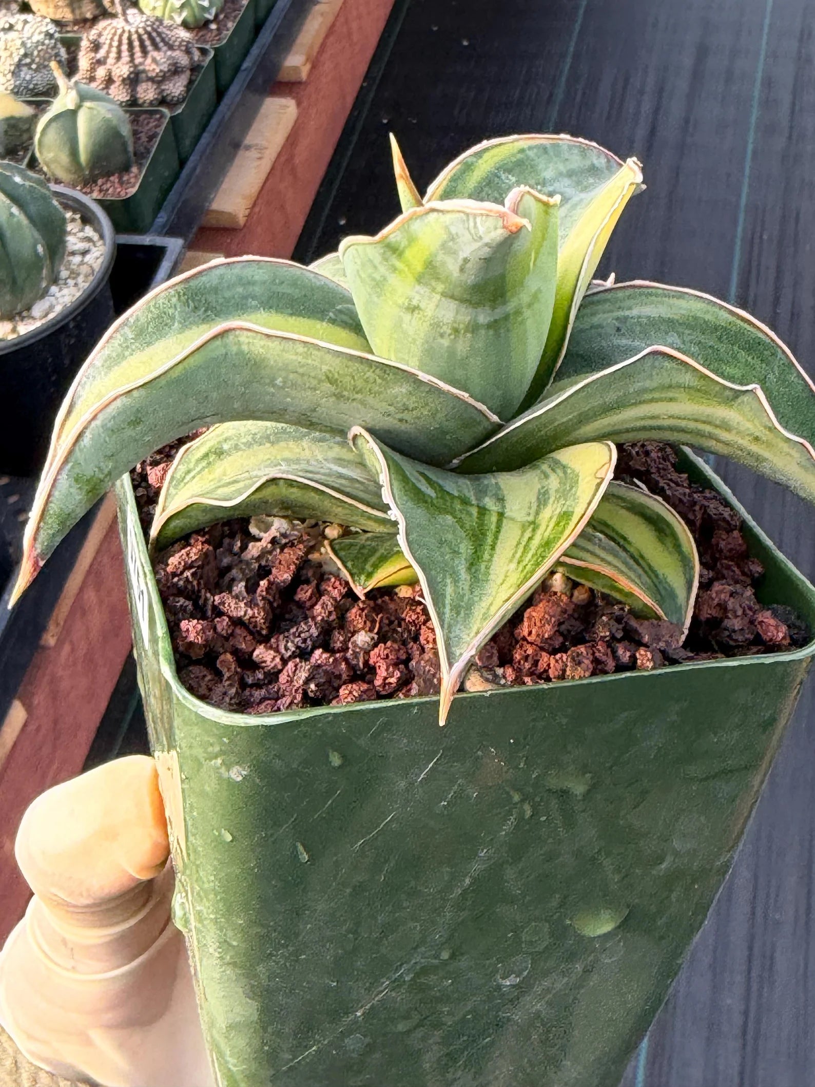 Variegated Sansevieria Blue Kew Live Houseplant #751