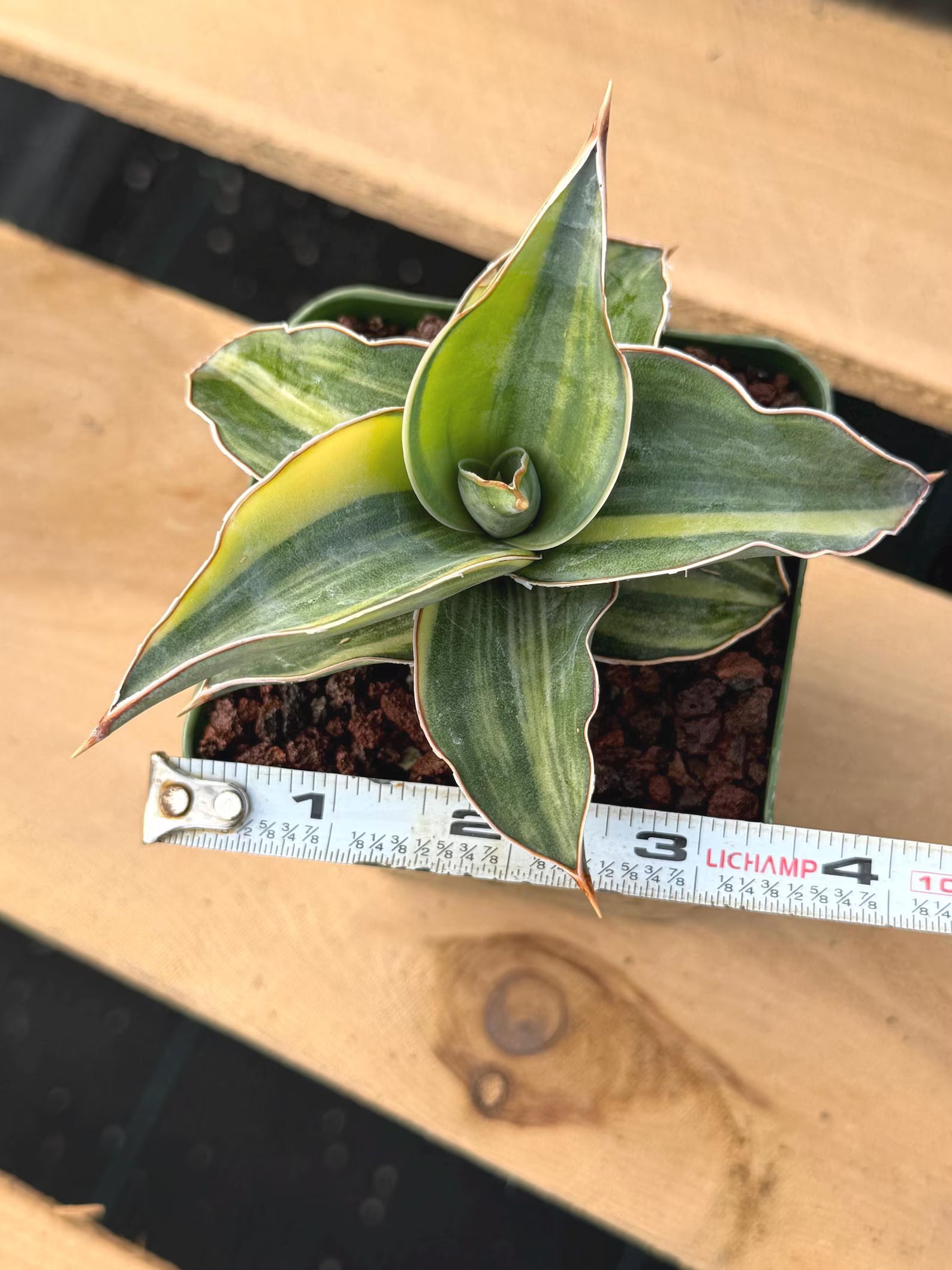 Variegated Sansevieria Blue Kew Live Houseplant #751
