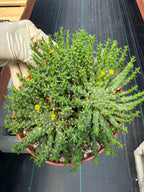 Euphorbia Medusa Cluster Live Succulent | Rare Medusa Head Cactus | Easy Care Plant