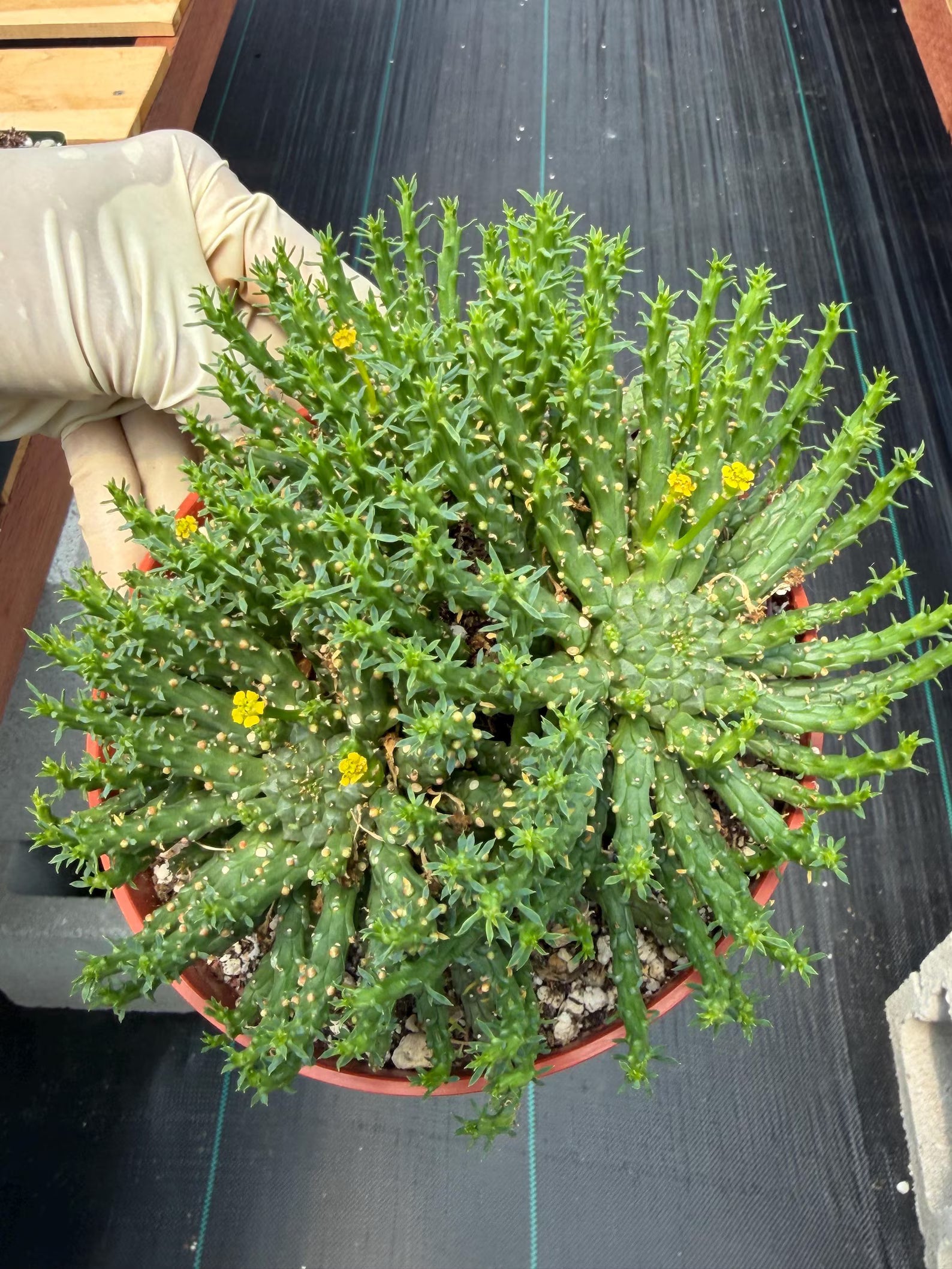 Euphorbia Medusa Cluster Live Succulent | Rare Medusa Head Cactus | Easy Care Plant