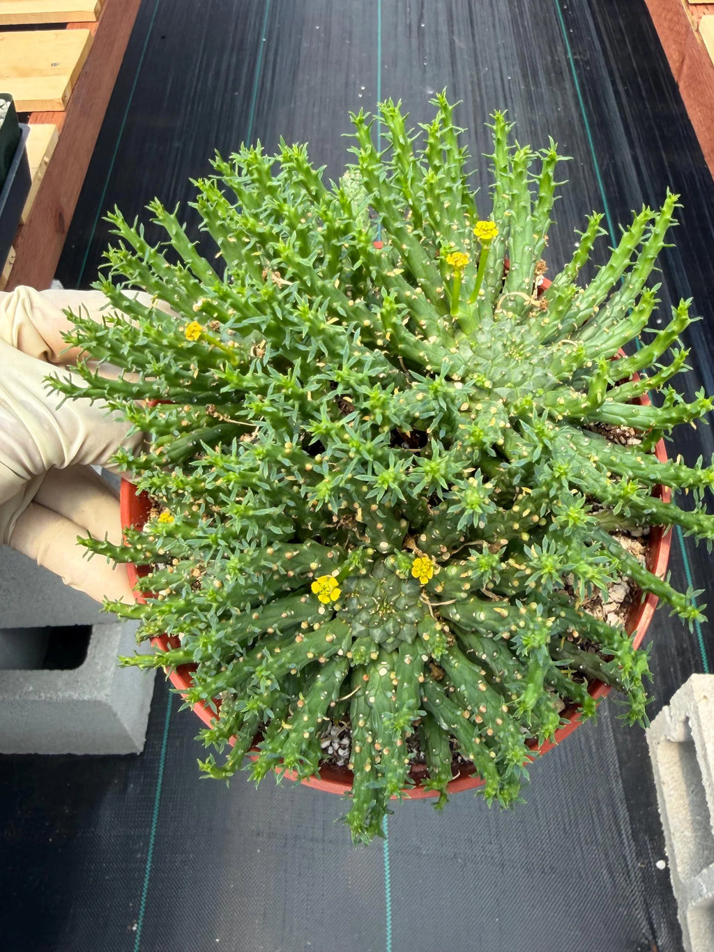 Euphorbia Medusa Cluster Live Succulent | Rare Medusa Head Cactus | Easy Care Plant