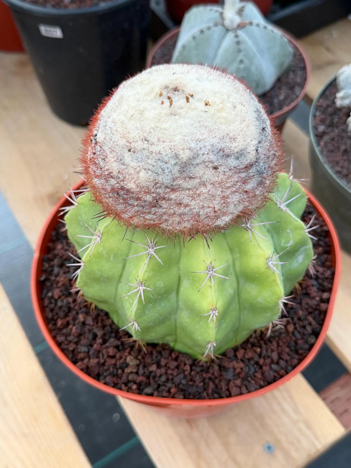 Melocactus with White Cephalium | Lime Green Rare Cactus #85