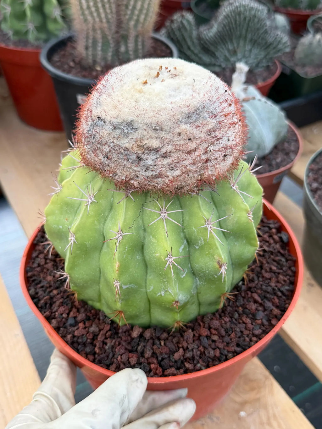 Melocactus with White Cephalium | Lime Green Rare Cactus #85