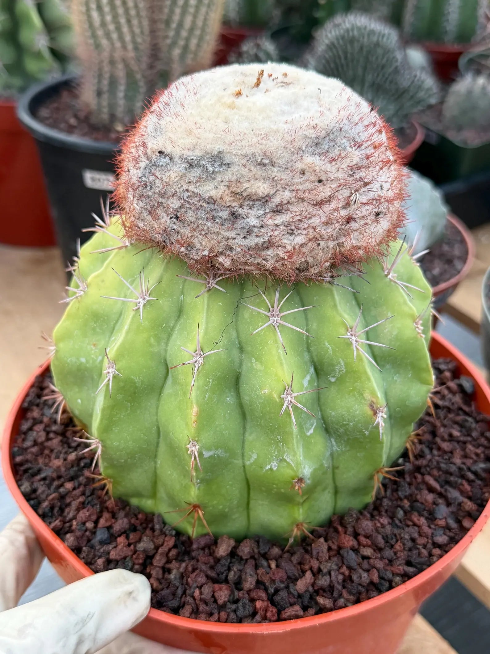 Melocactus with White Cephalium | Lime Green Rare Cactus #85