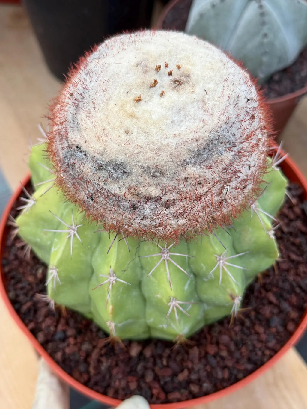 Melocactus with White Cephalium | Lime Green Rare Cactus #85