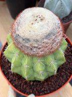 Melocactus with White Cephalium | Lime Green Rare Cactus #85