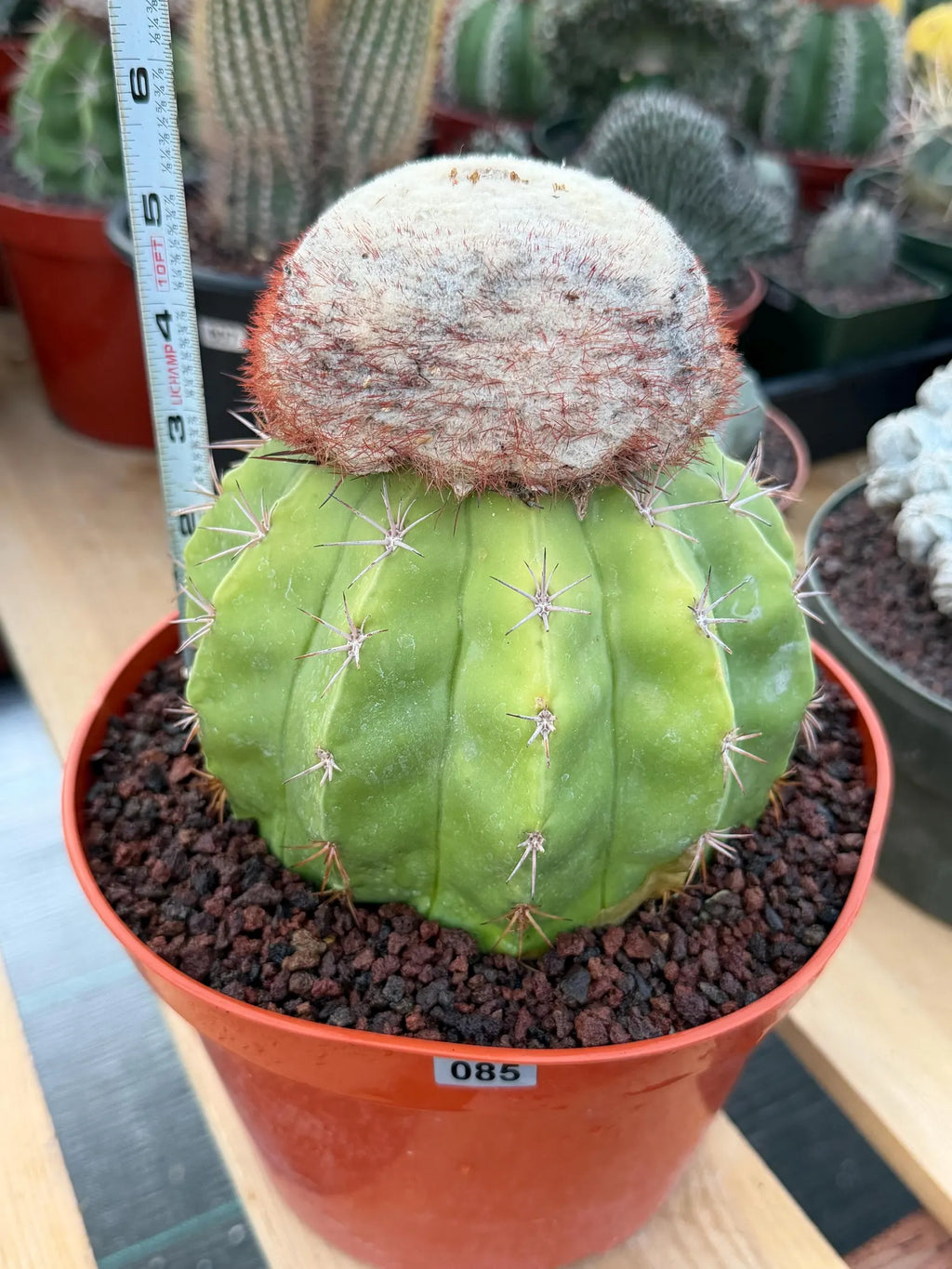 Melocactus with White Cephalium | Lime Green Rare Cactus #85