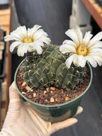 Crested Gymnocalycium | Rare Live Crested Cactus #356